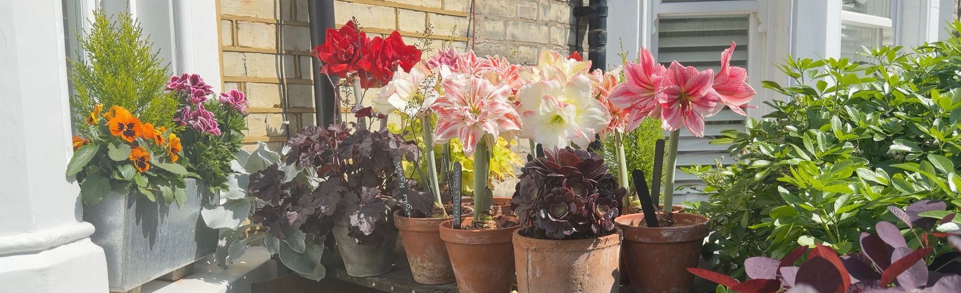 Potted Amaryllis plants.