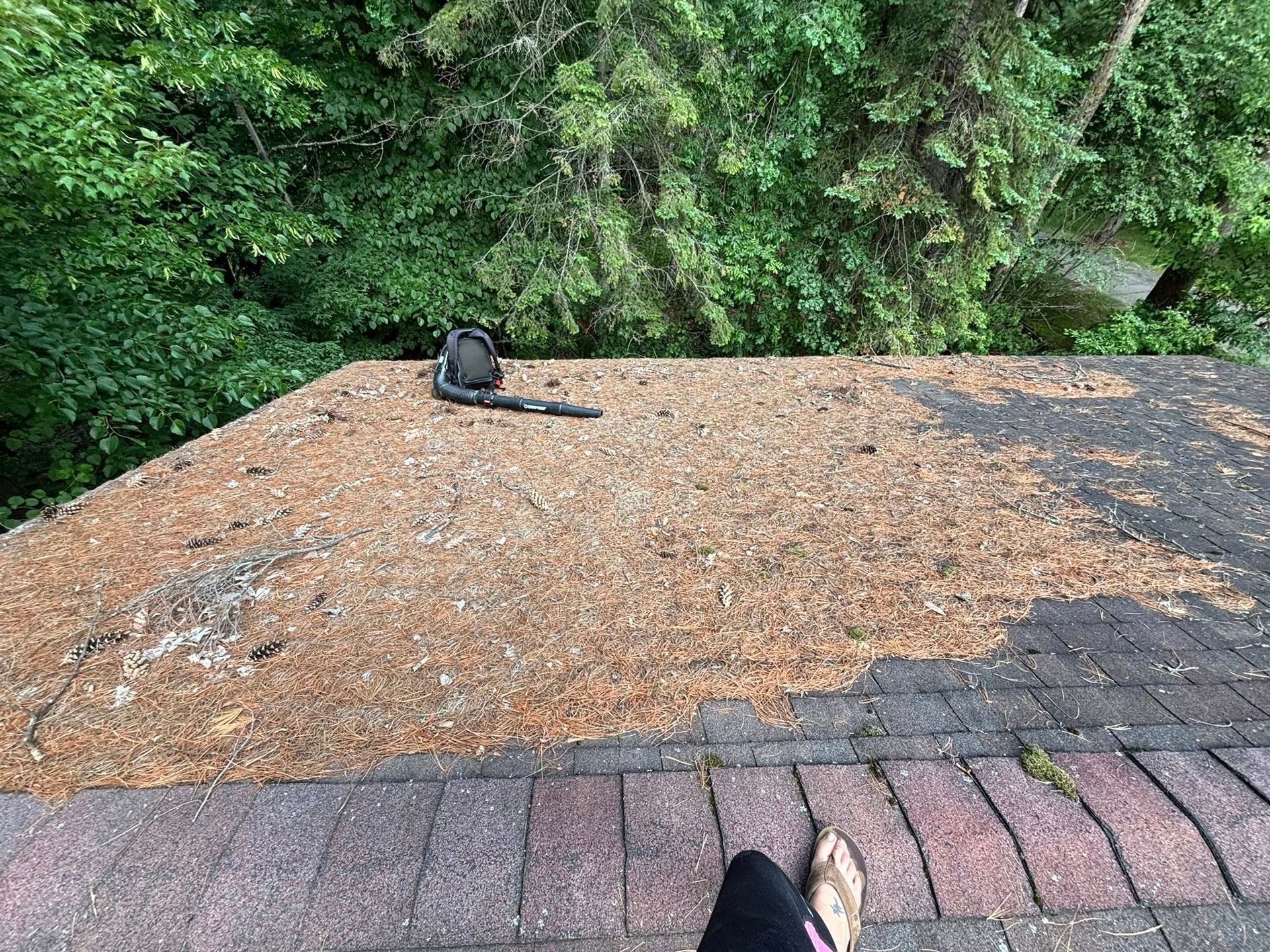 A person sits on a shingled roof covered in pine needles with a leaf blower nearby, looking toward a wooded area.