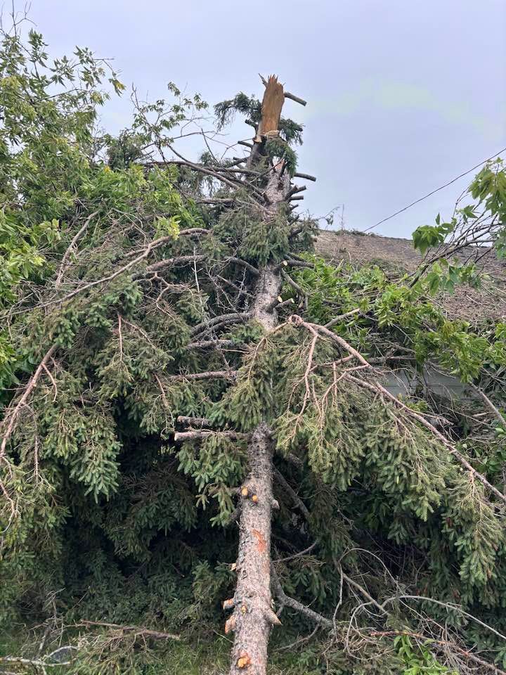 A large evergreen tree lying on the ground, snapped near the top, against a cloudy sky.