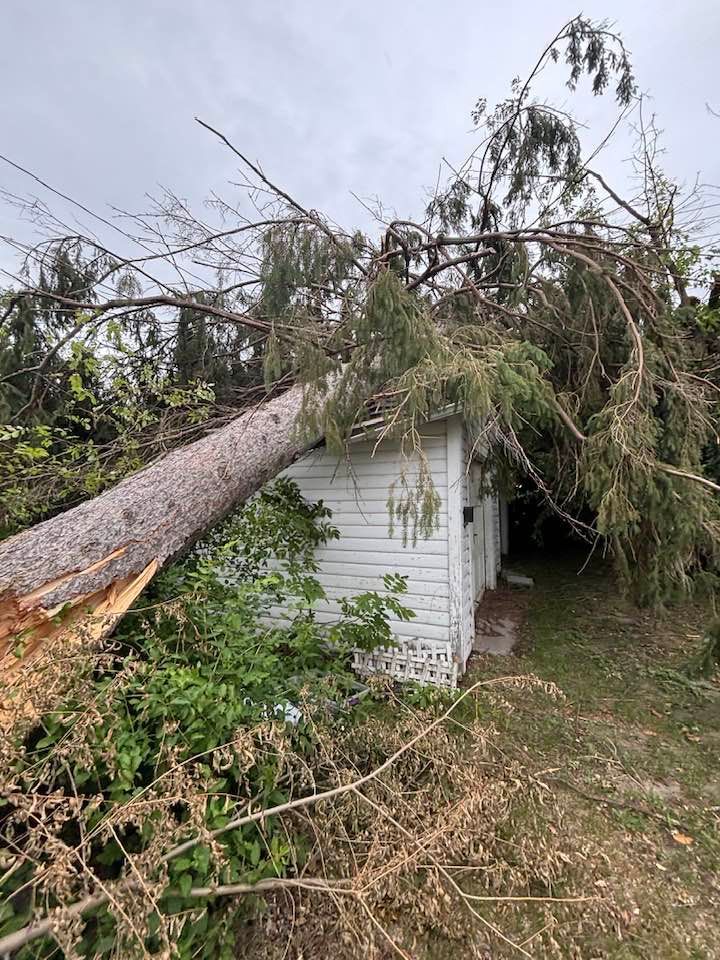 A large tree has fallen and landed on top of a small white shed in a grassy outdoor area.