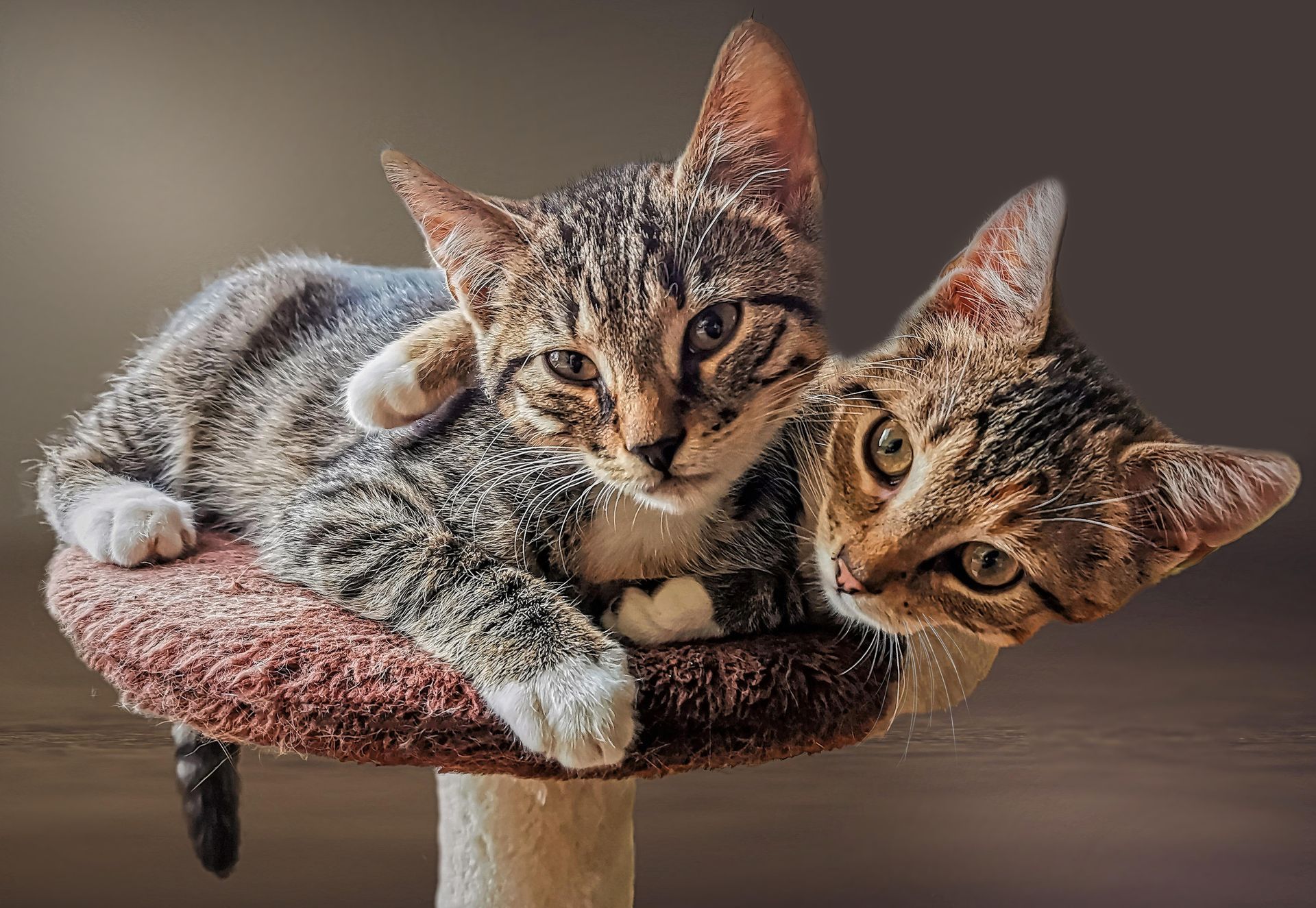Dos gatitos atigrados acurrucándose en un pequeño árbol para gatos.