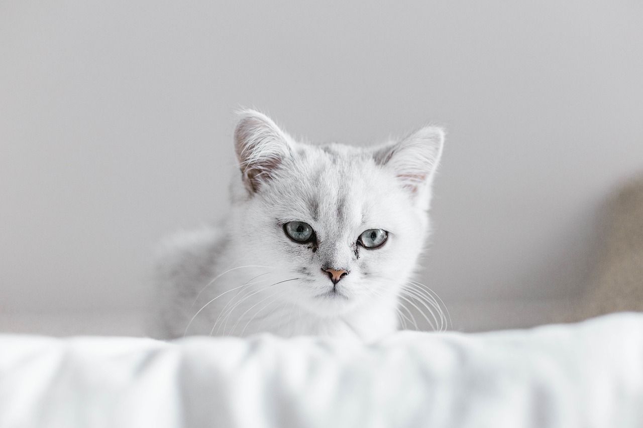Gato blanco viendo a la cámara. gato hace pis fuera del arenero
