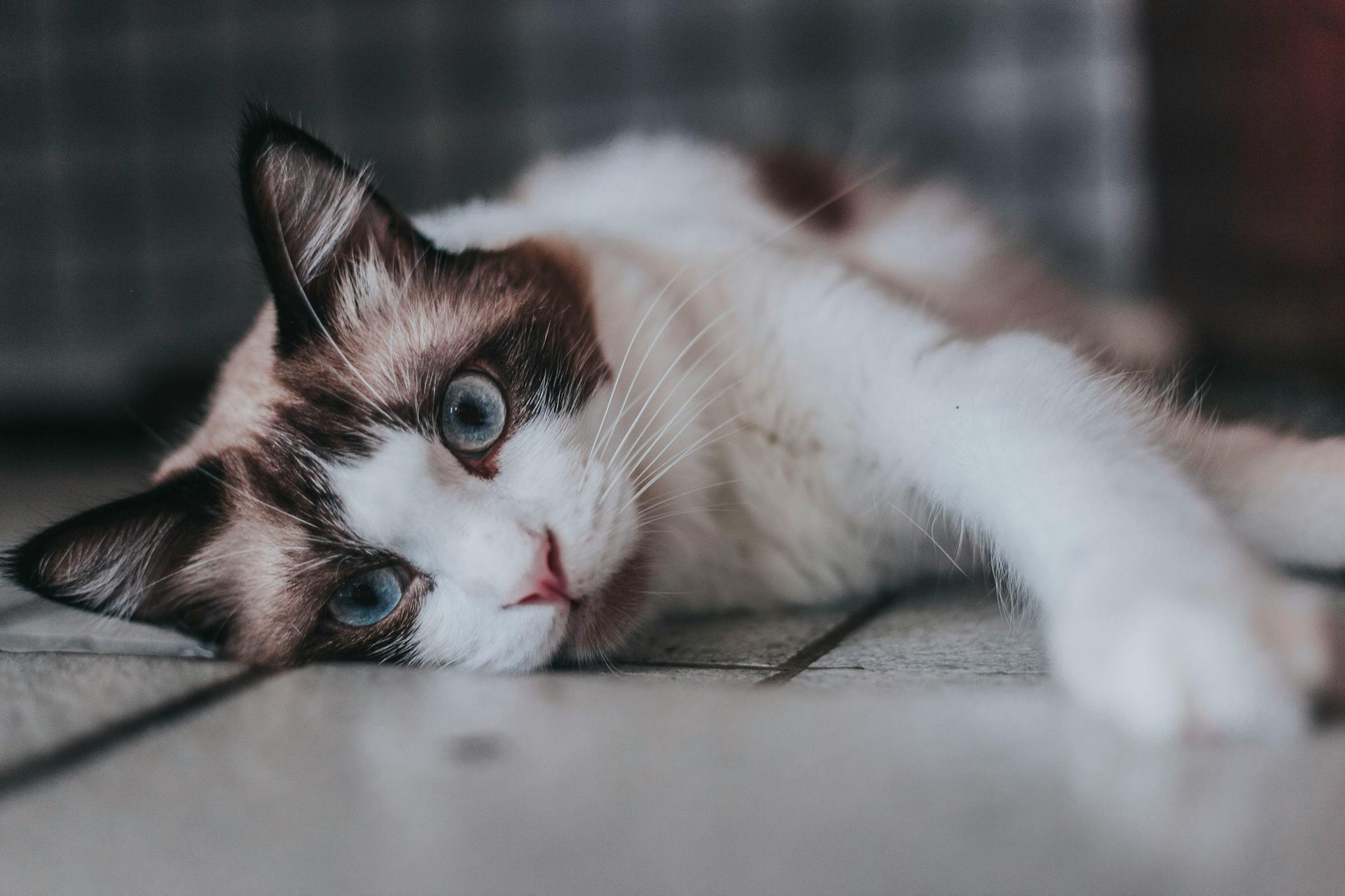 gatito tumbado viendo a la cámara, gato muerde cuando lo acaricias