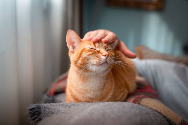 Gato relajado siendo acariciado para fortalecer el vínculo humano y felino