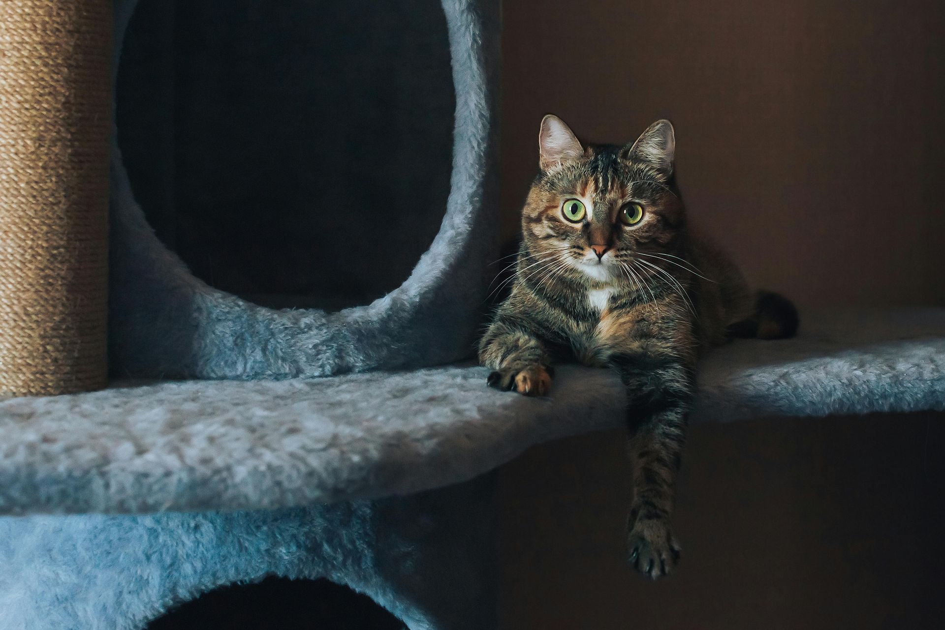 Gato en árbol rascador durante sesión de juego para mejorar su conducta y bienestar