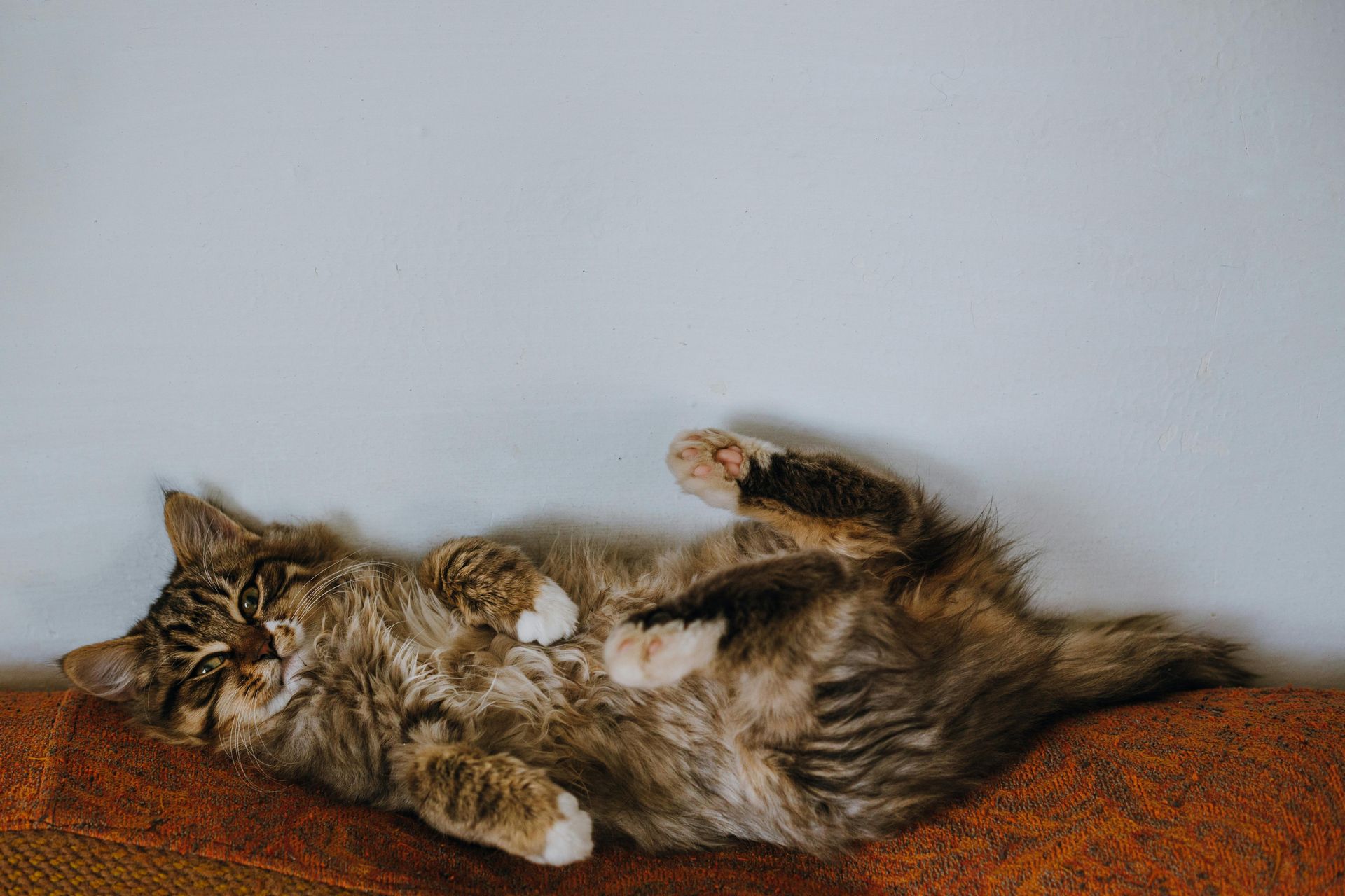 Gato tranquilo en casa durante servicio de catsitter profesional en Bilbao