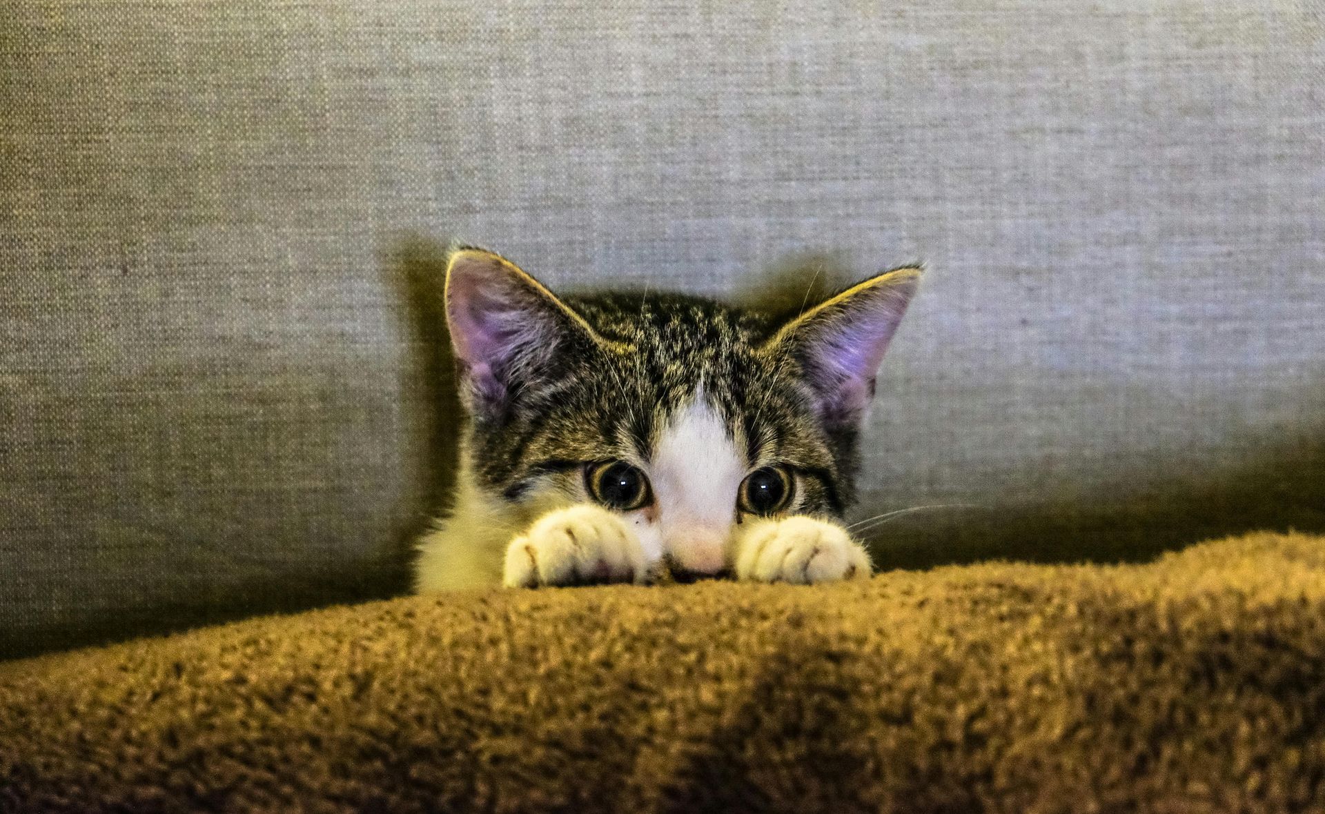 Gatito asomando por encima de una manta marrón, con los ojos muy abiertos. Pelaje atigrado blanco y marrón, fondo gris.