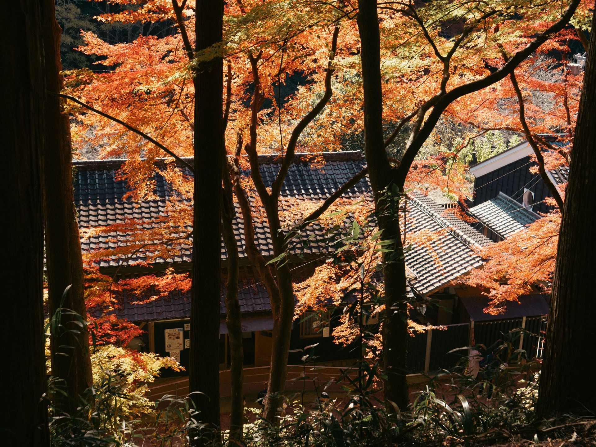 Autumn trees framing a traditional house with a dark tiled roof and orange foliage in the foreground