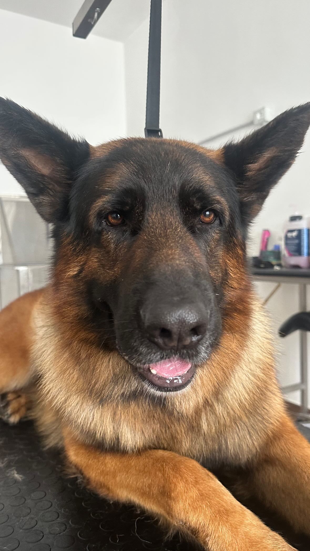 luxury dog toelettatura professionale e lavaggio self service bari