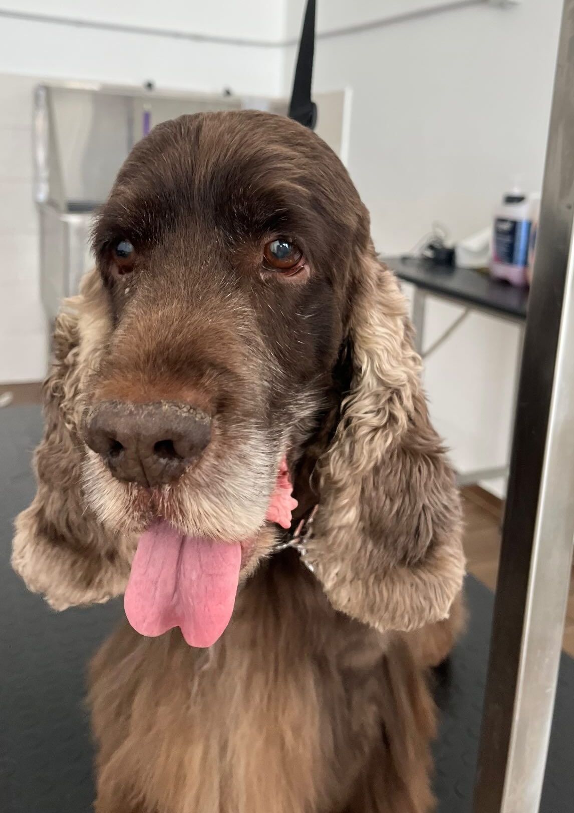 luxury dog toelettatura professionale e lavaggio self service bari
