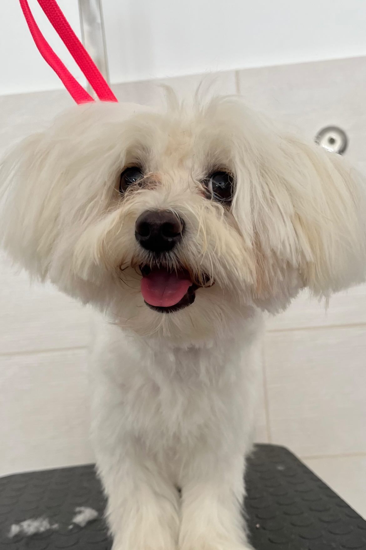 luxury dog toelettatura professionale e lavaggio self service bari