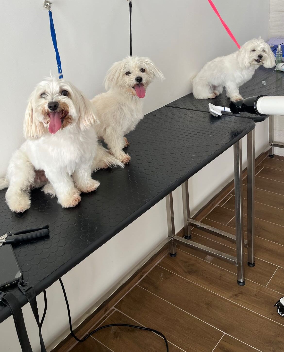 luxury dog toelettatura professionale e lavaggio self service bari