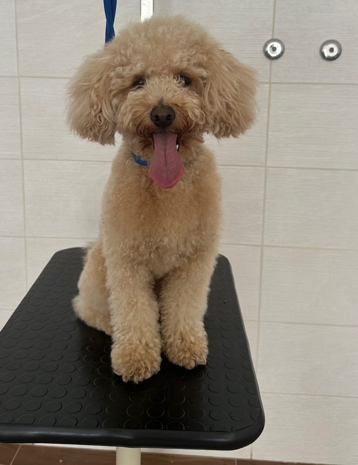 luxury dog toelettatura professionale e lavaggio self service bari