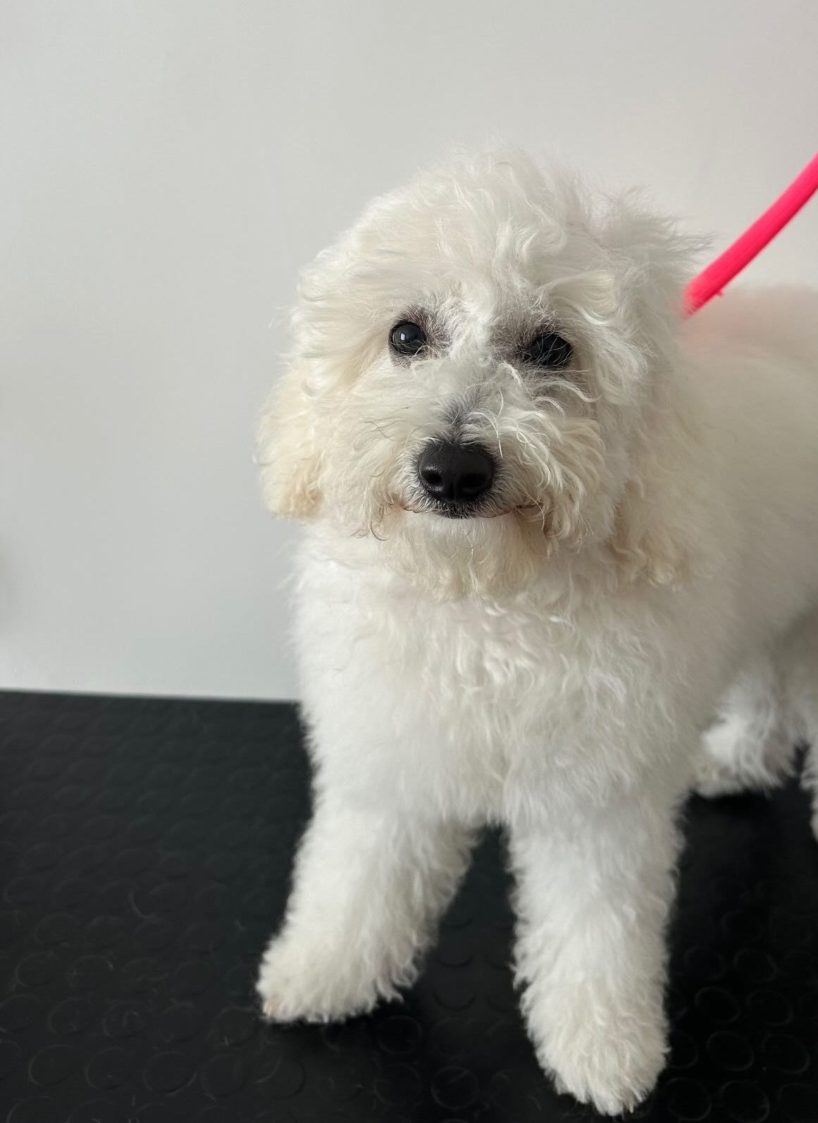 luxury dog toelettatura professionale e lavaggio self service bari