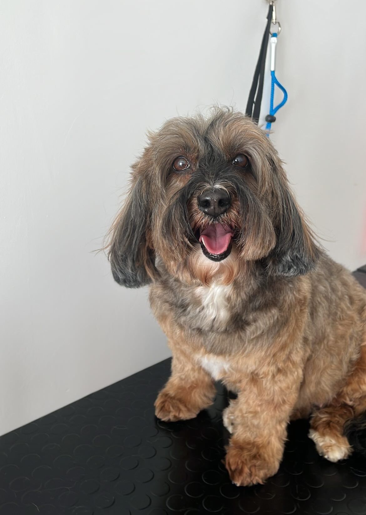 luxury dog toelettatura professionale e lavaggio self service bari