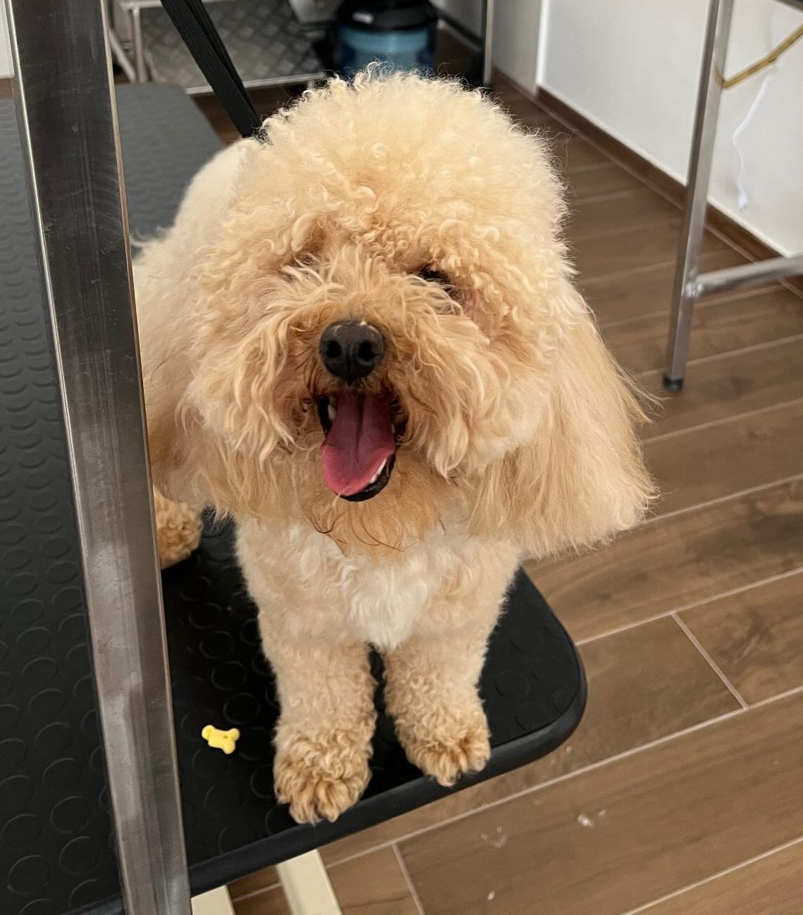 luxury dog toelettatura professionale e lavaggio self service bari