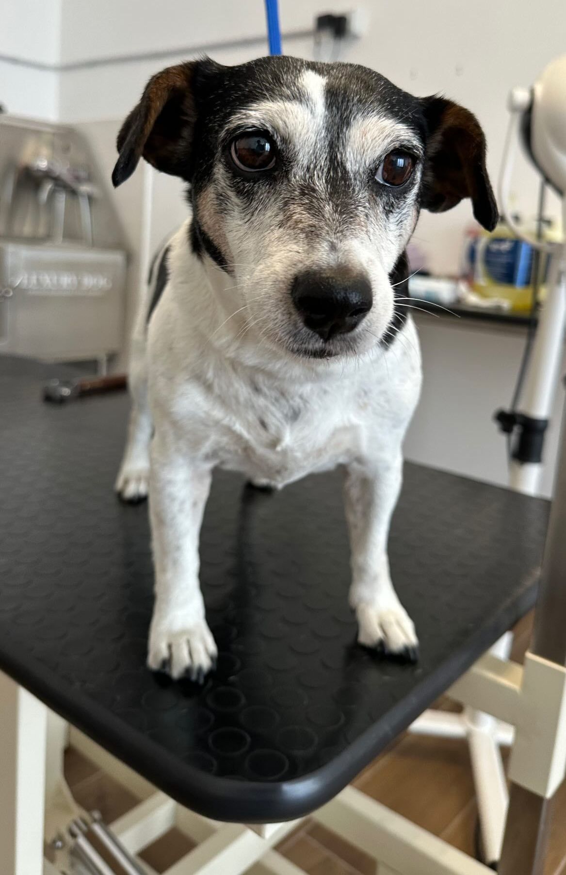 luxury dog toelettatura professionale e lavaggio self service bari