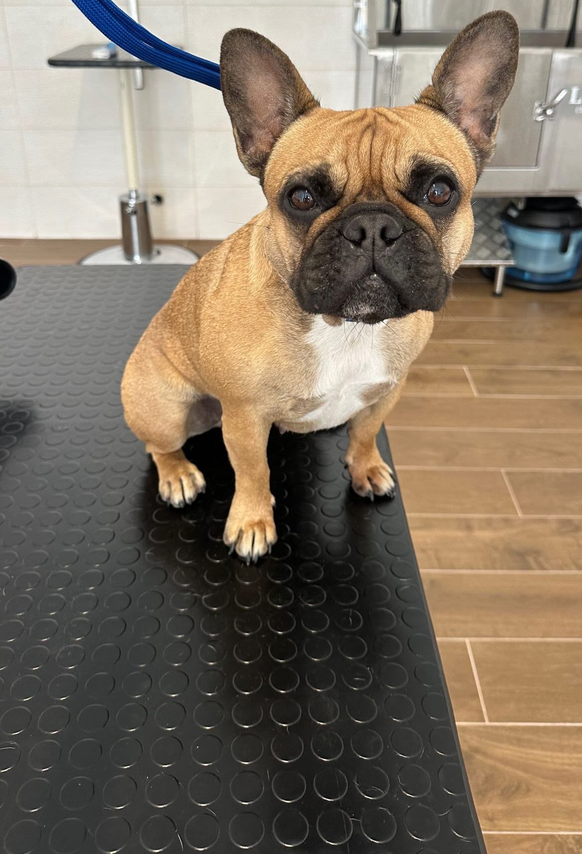 luxury dog toelettatura professionale e lavaggio self service bari