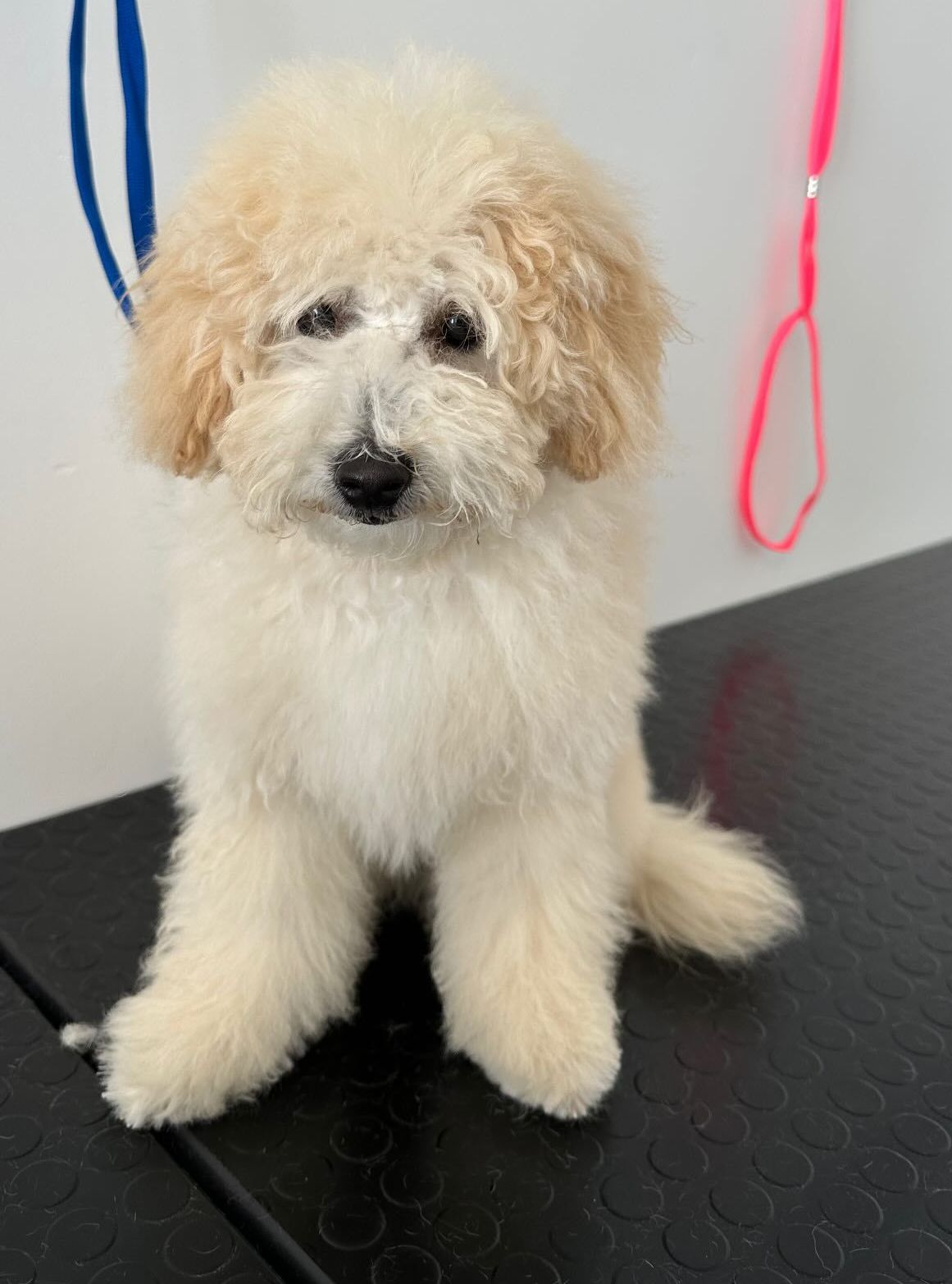 luxury dog toelettatura professionale e lavaggio self service bari