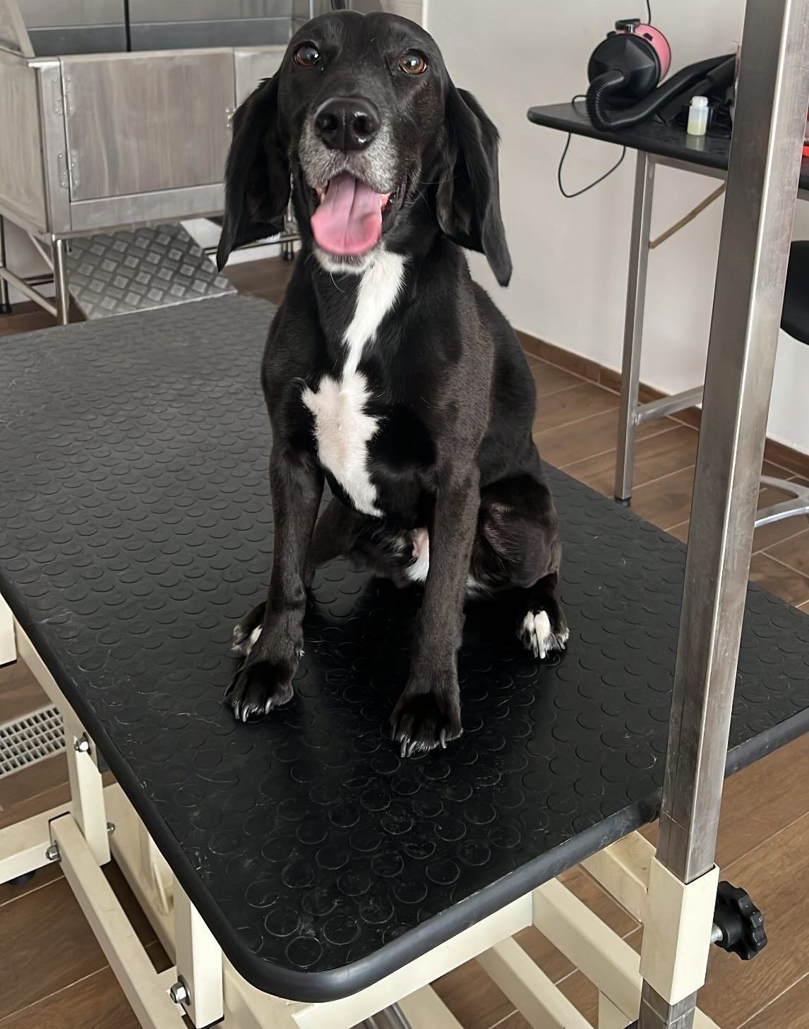 luxury dog toelettatura professionale e lavaggio self service bari