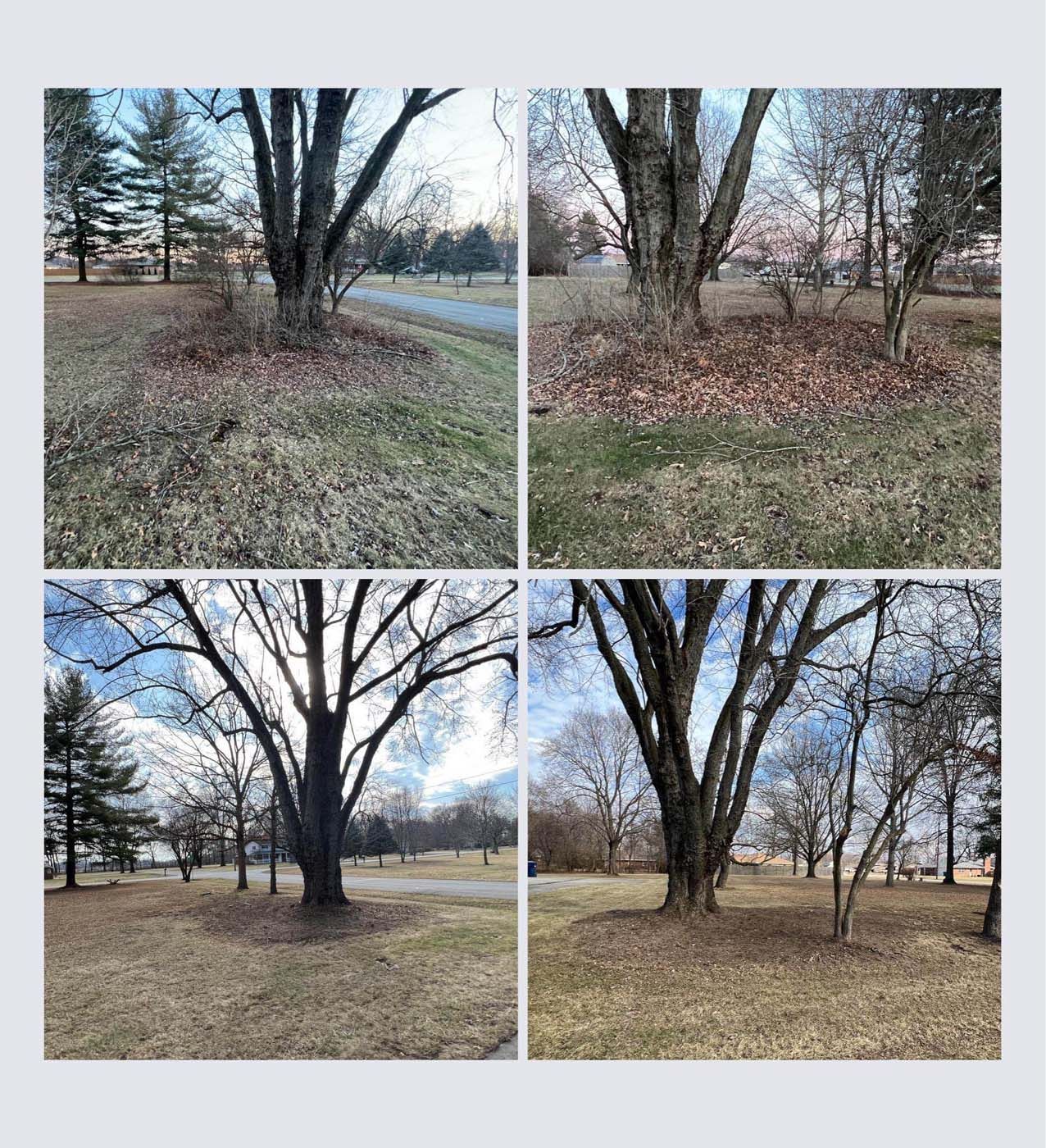 Four seasonal views of a bare tree in a grassy field, with leaves on the ground.