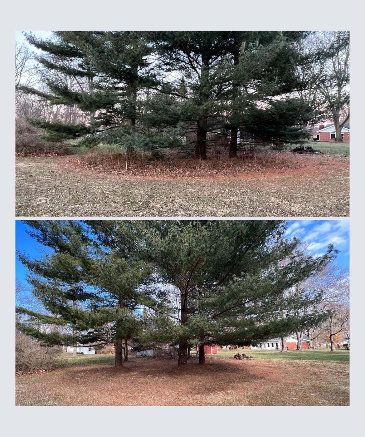 Before and after photos of a tree with a cleared and un-cleared base on a lawn.