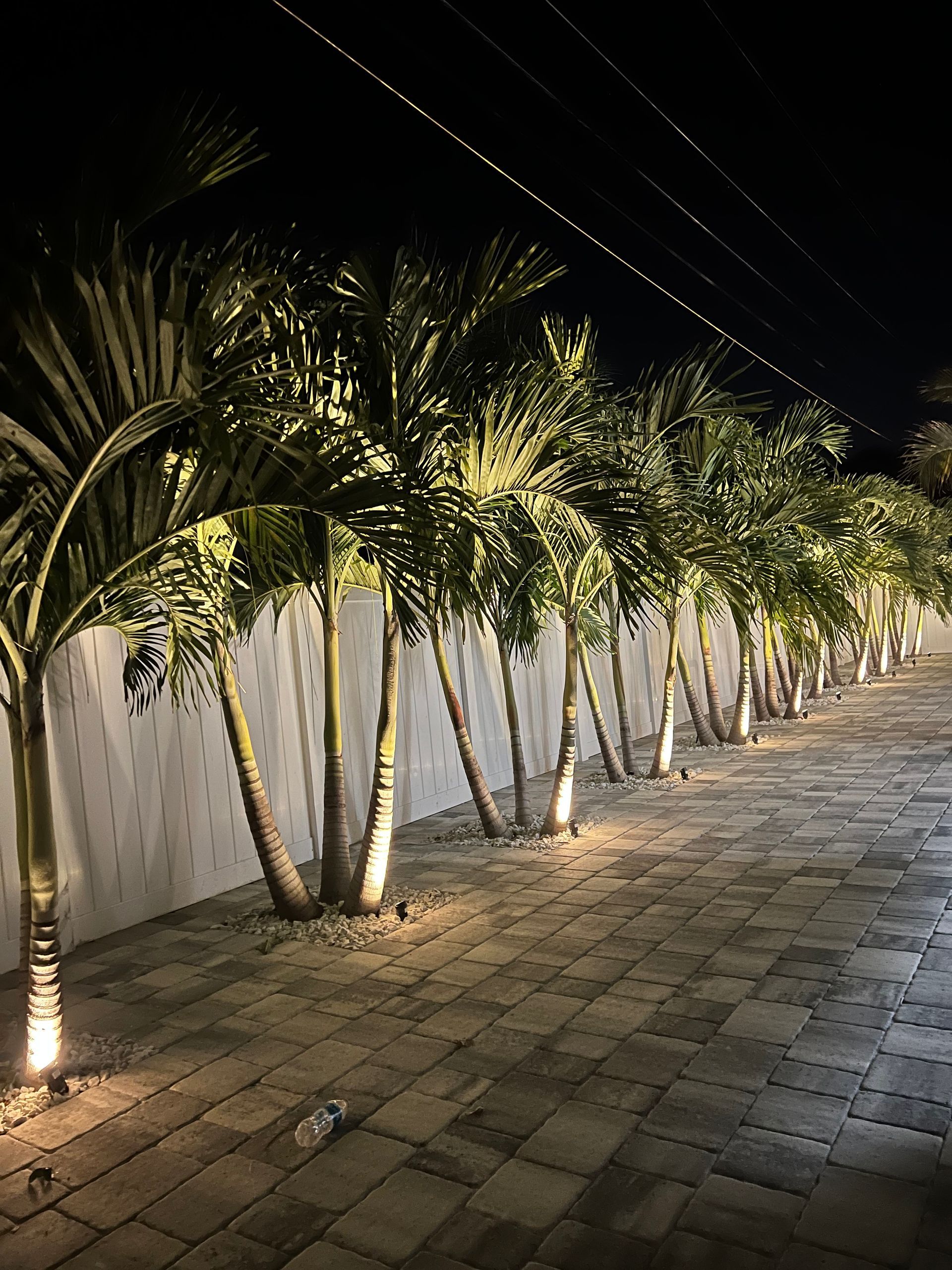 Palm trees lit up at night, lined up along a white wall, brick pavement in foreground.