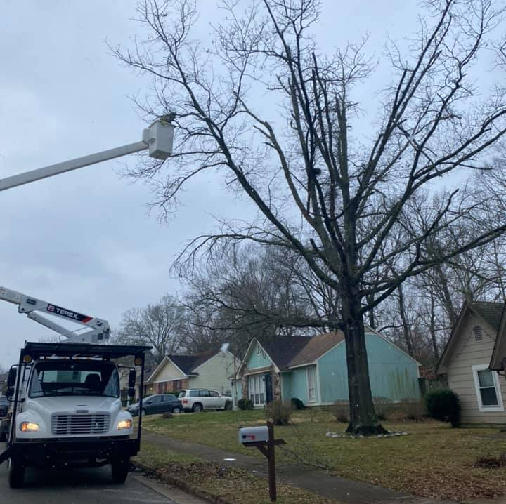 Cut Tree Leaves — Hernando, MS — Addison Tree Care LLC Cut Tree Leaves — Hernando, MS — Addison Tree Care LLC