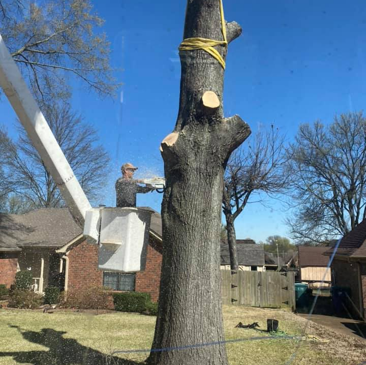 Man Cutting Tree Using Chain Saw — Hernando, MS — Addison Tree Care LLC