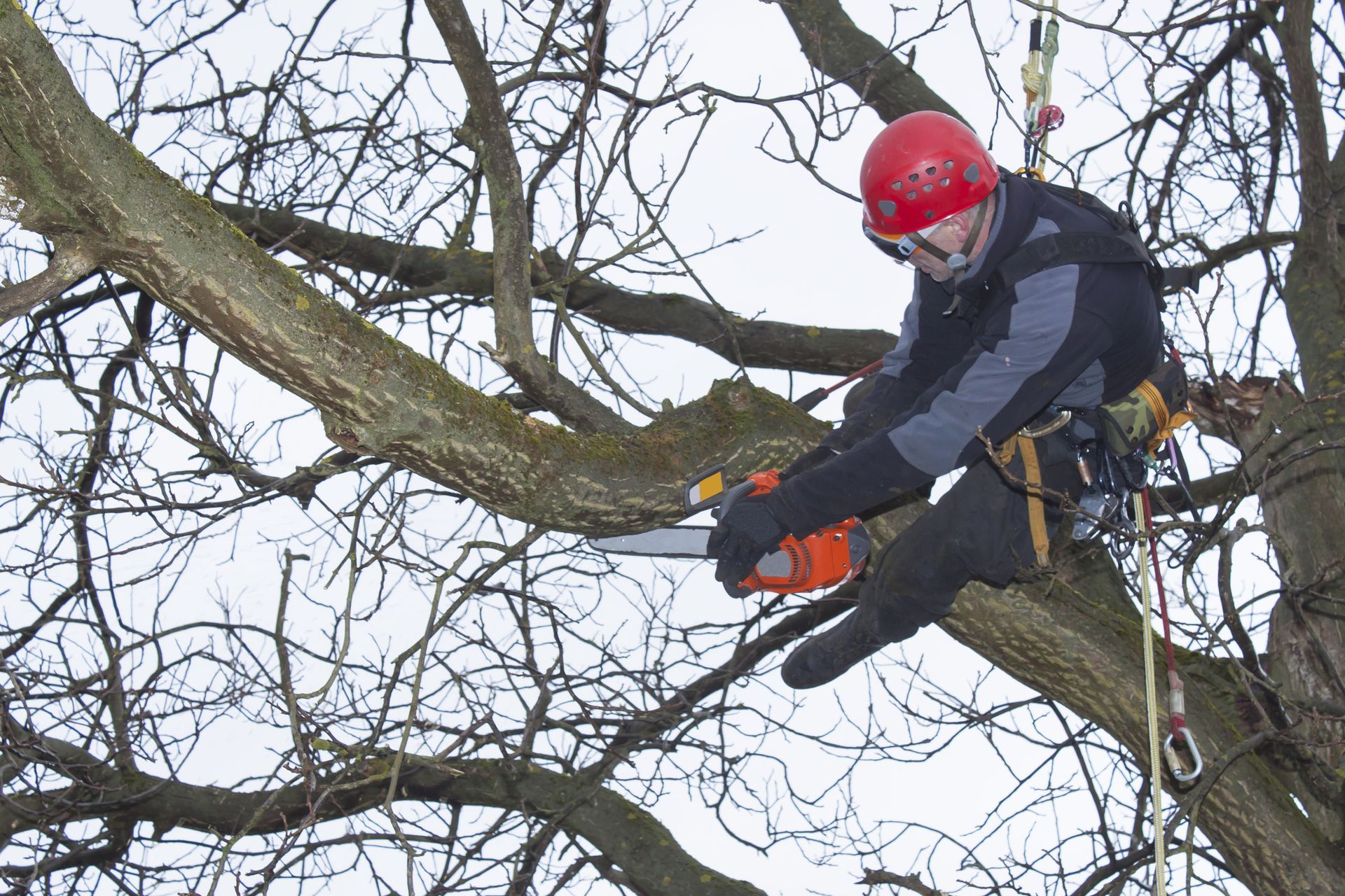  A man with a red helmet is engaged in tree branch trimming in Memphis, TN, using a cutting tool.