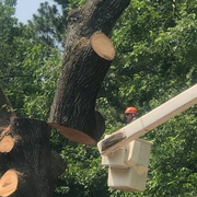 Trimming A Tree — Hernando, MS — Addison Tree Care LLC Trimming A Tree — Hernando, MS — Addison Tree Care LLC