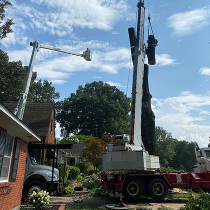 Removing Tree Stump — Hernando, MS — Addison Tree Care LLC Removing Tree Stump — Hernando, MS — Addison Tree Care LLC