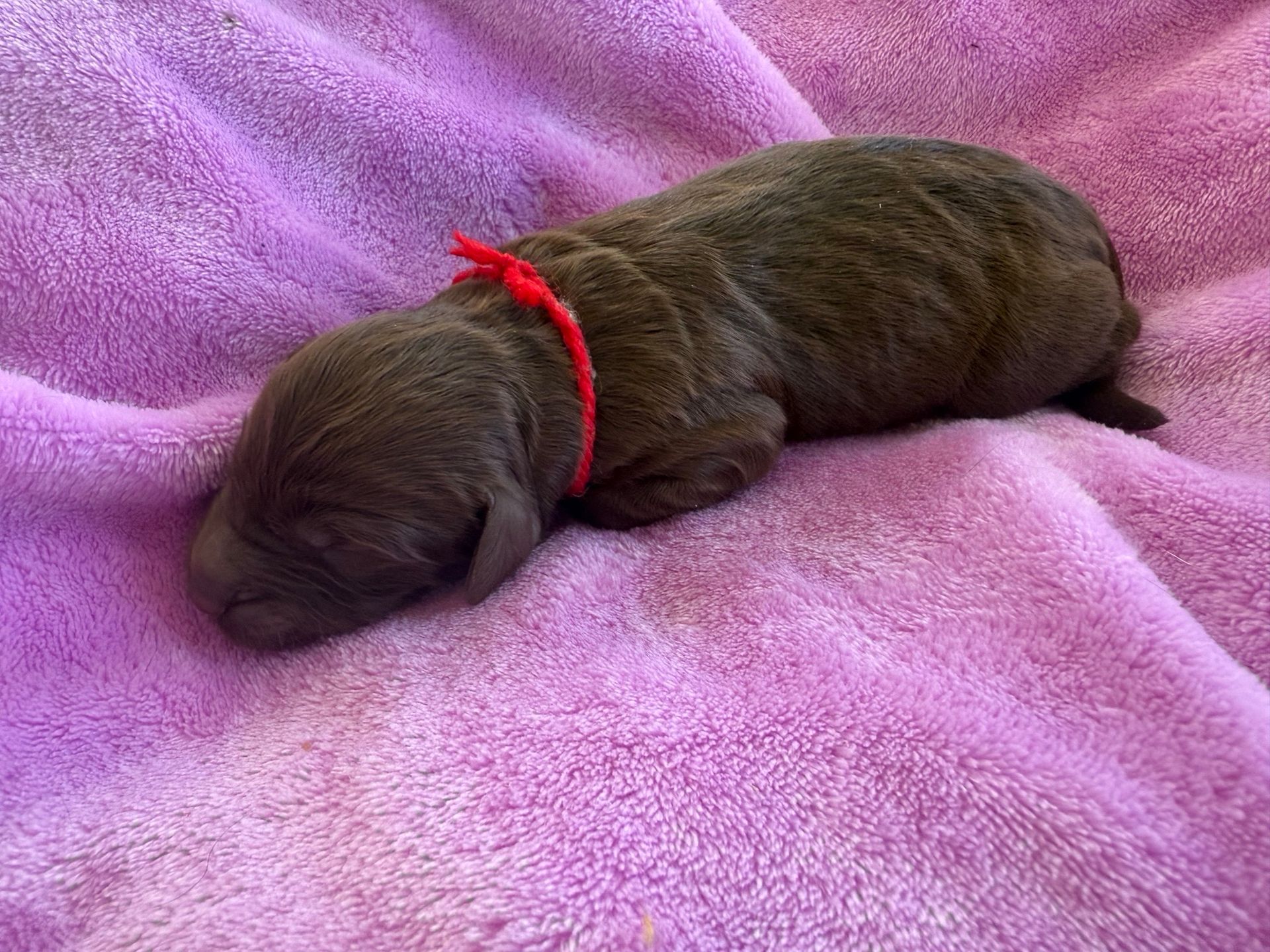 Duh Doodles - Available Puppies