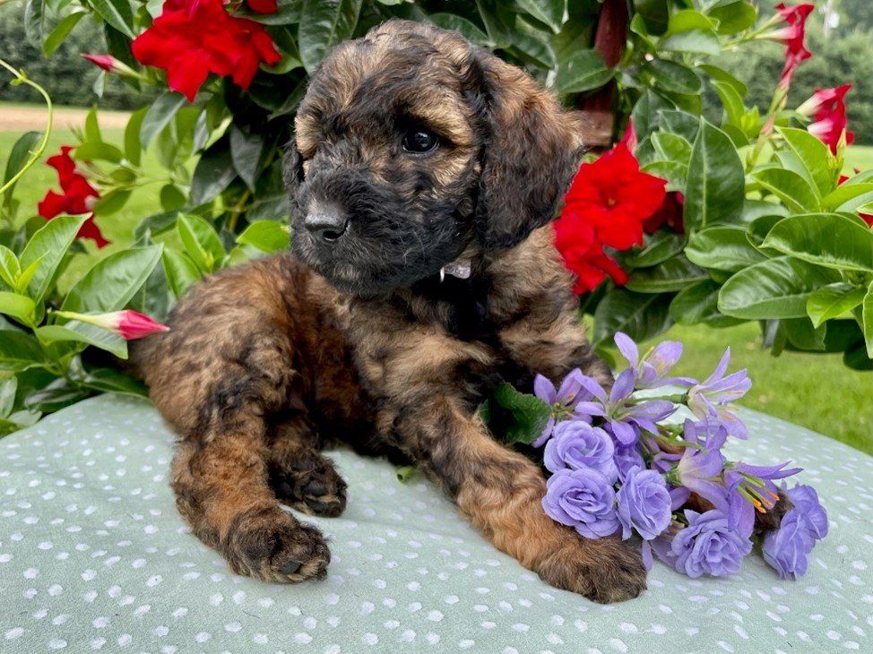 8 Week Doodle with Phantom/Brindle Color Pattern