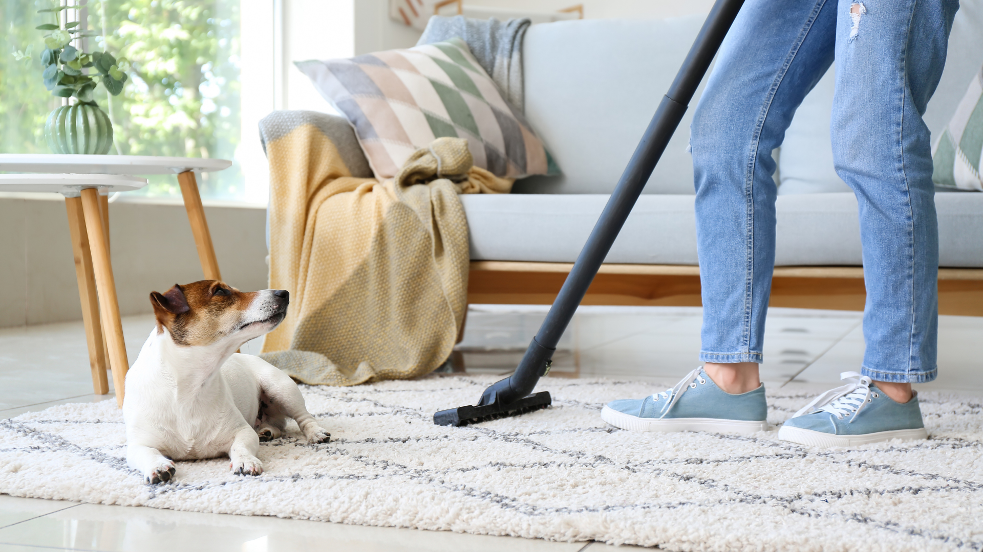 carpet cleaning
