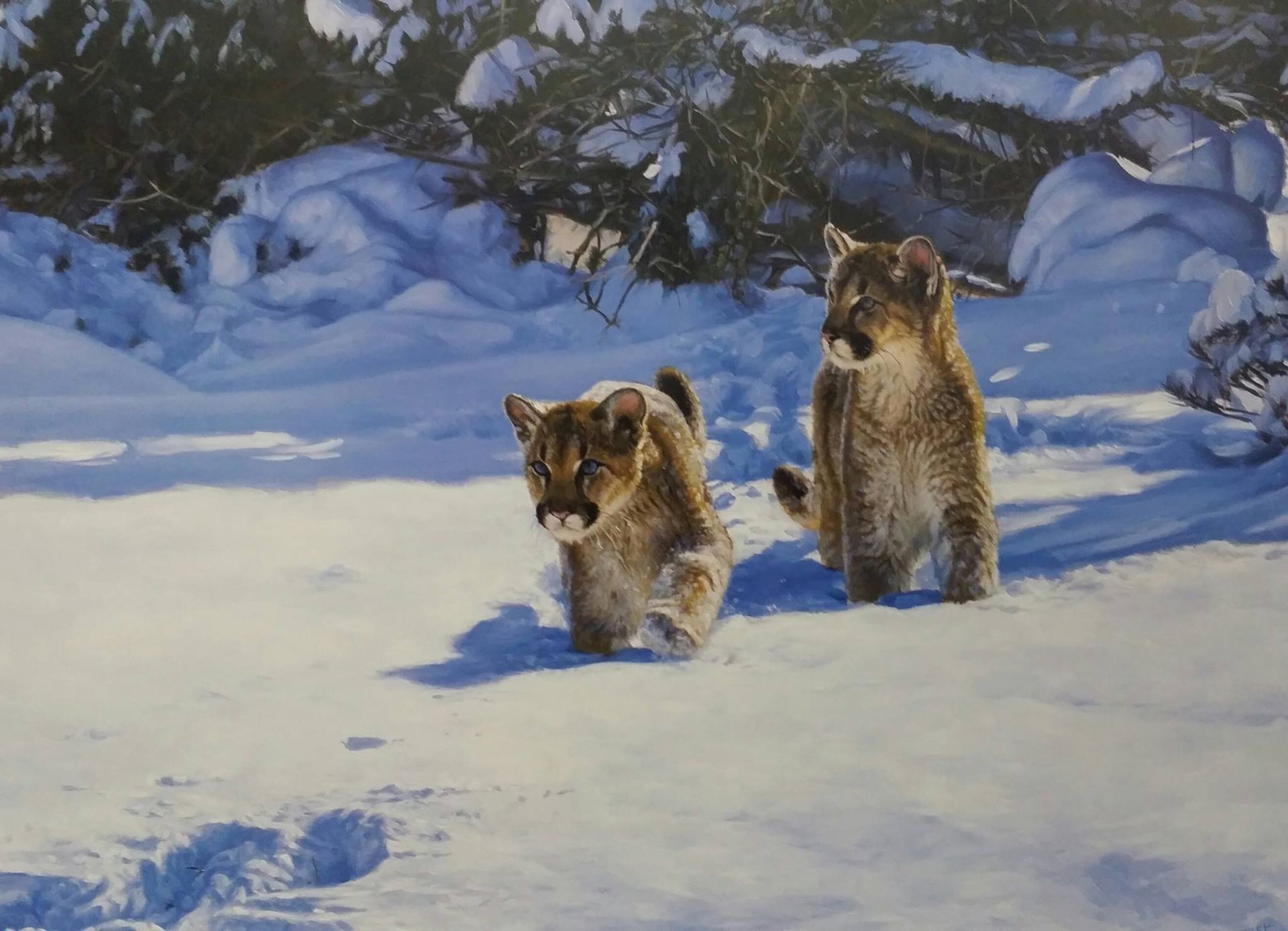 Two cubs of a mountain lion are running through the snow
