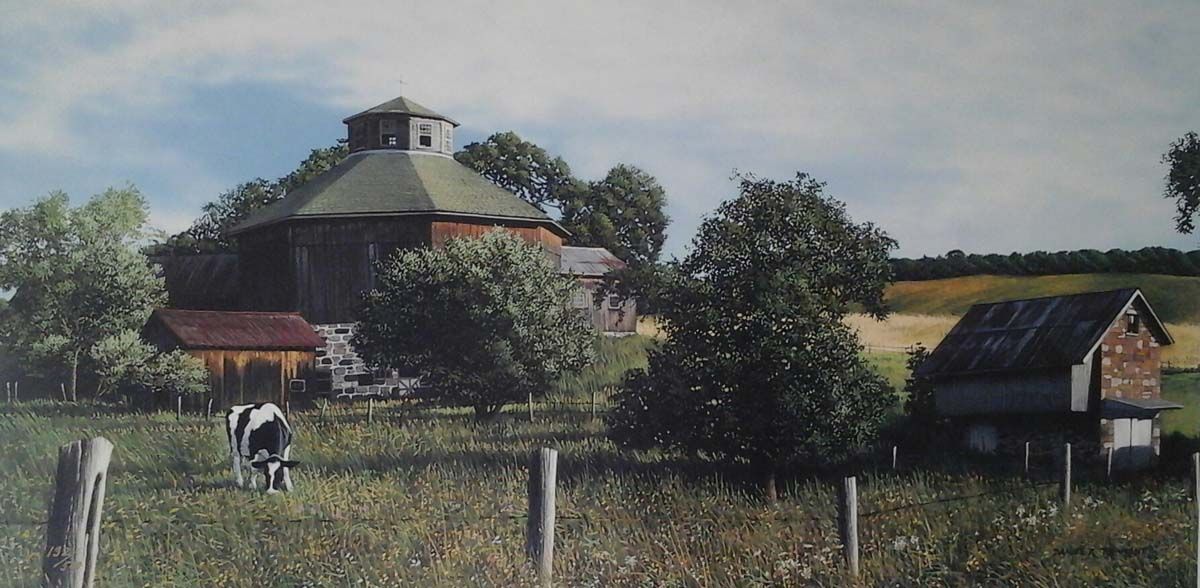A cow is grazing in a field with a barn in the background