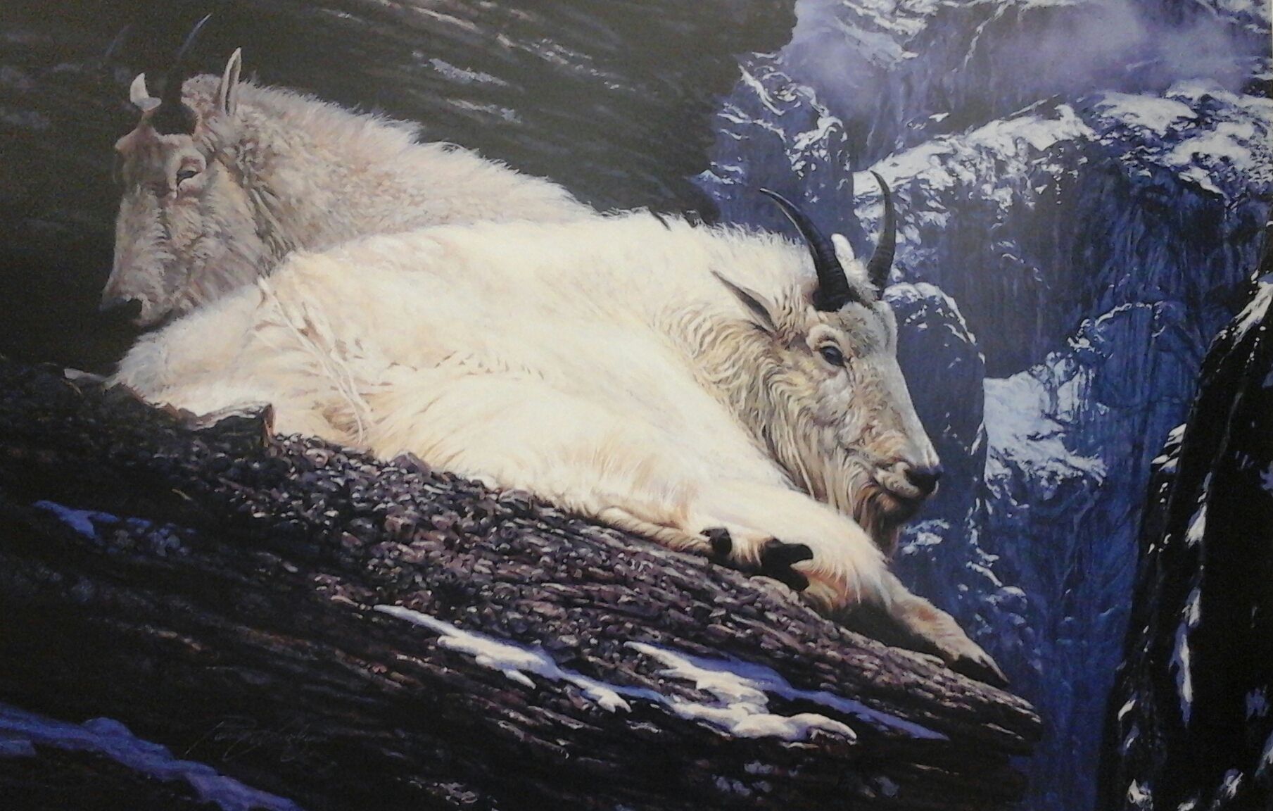 Two mountain goats laying on a rock in the snow