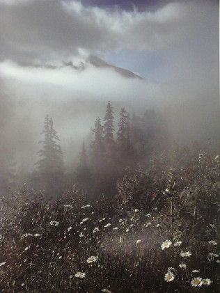 A foggy forest with trees and flowers in the foreground and a mountain in the background.