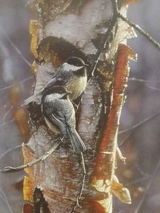 Two birds are perched on a tree branch