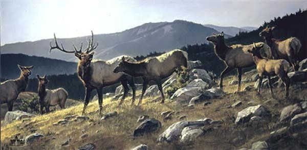 A herd of elk standing on top of a rocky hillside.
