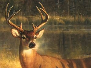 A deer with antlers is standing in the grass near a body of water.