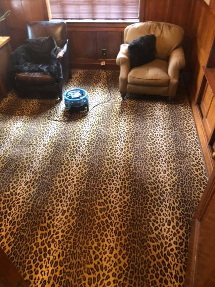 Living room with a leopard-print carpet, two armchairs, and a blue robot vacuum in the center.