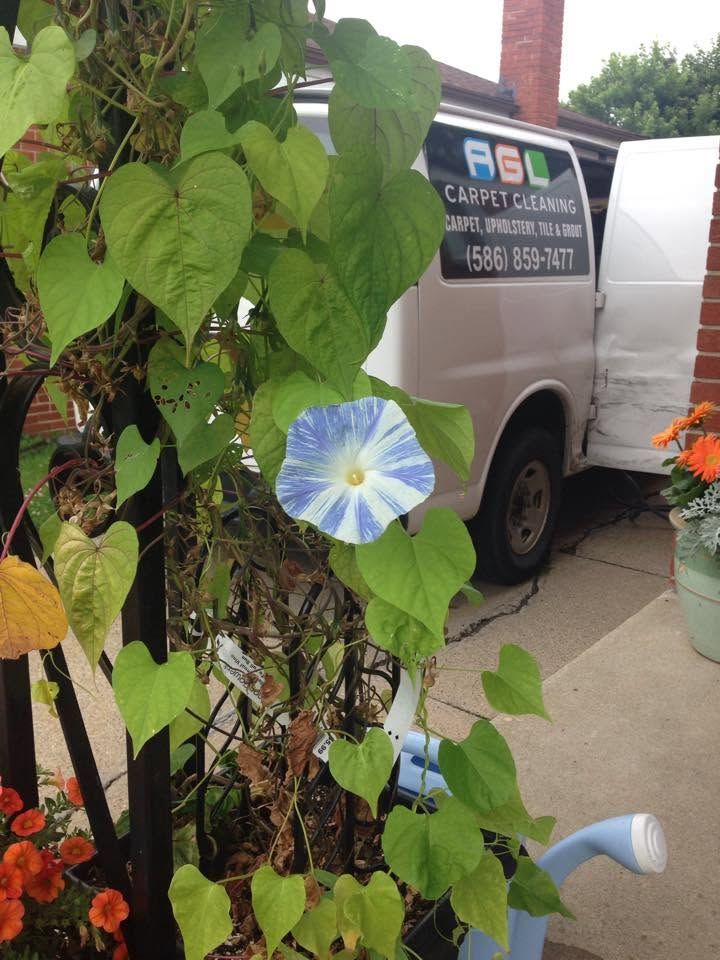 Morning glory vine with blue and white flowers growing beside a parked silver van and flower pot outdoors