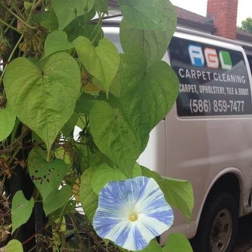 Blue morning glory beside a carpet cleaning truck with a phone number on the door