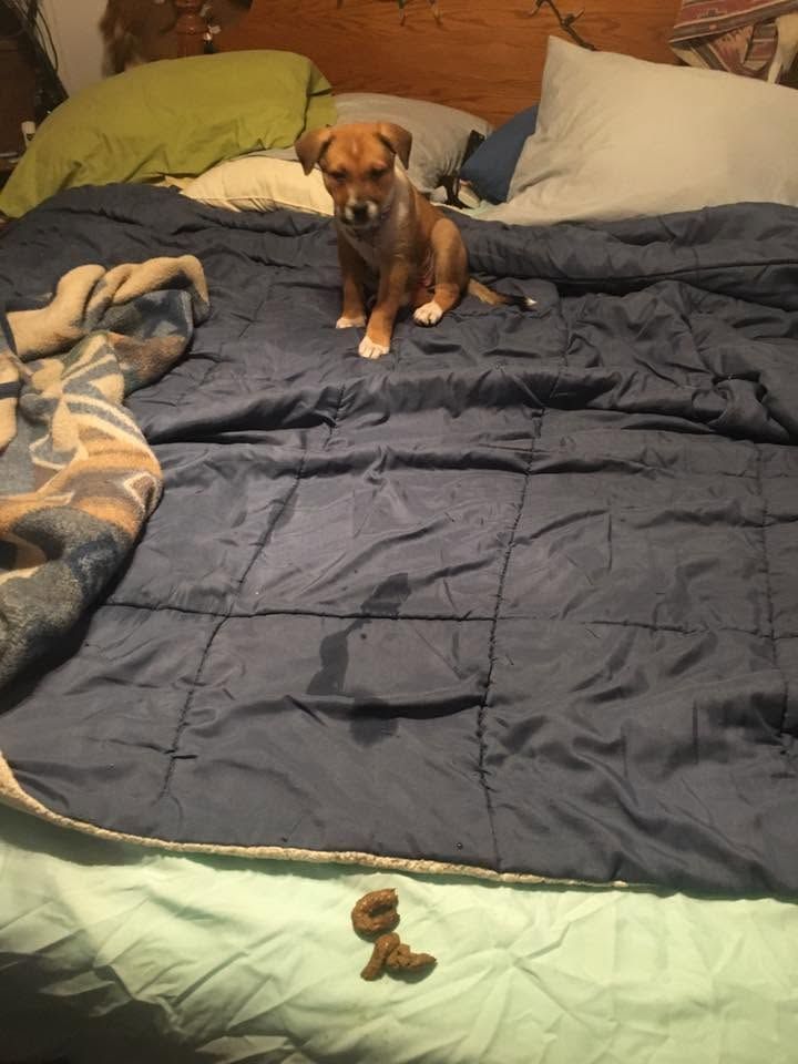 Small brown puppy sitting on a bed with dark blue bedding and green blanket, near pillows.