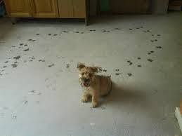 Small tan puppy sitting on a kitchen floor with scattered paw prints around it
