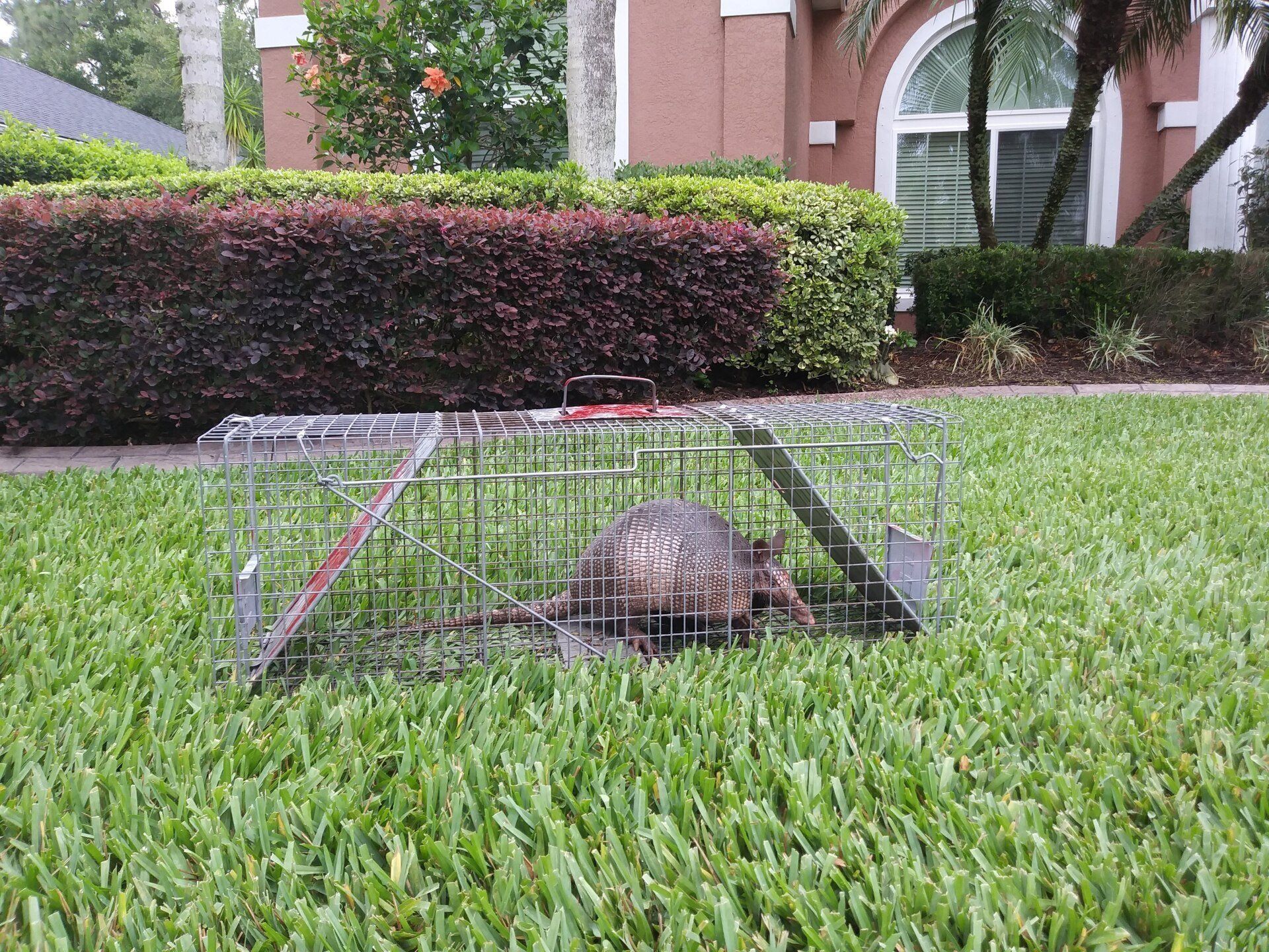 A rat is laying in a cage in the grass.