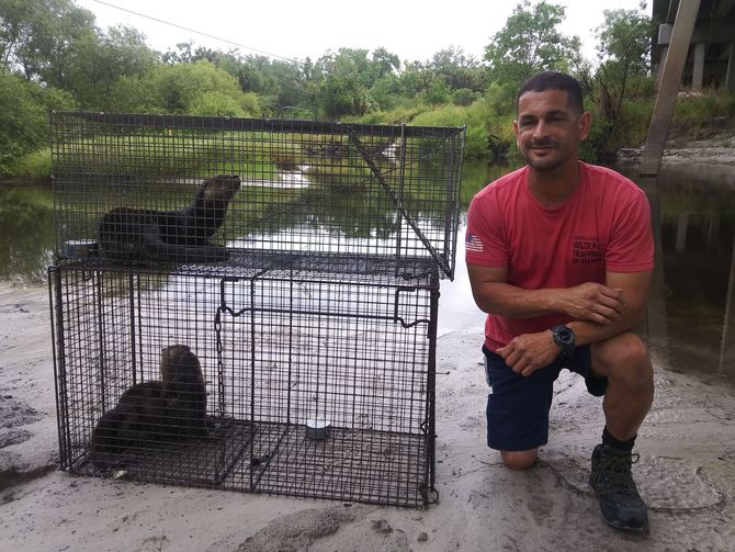 A man kneeling next to a cage with two otters in it