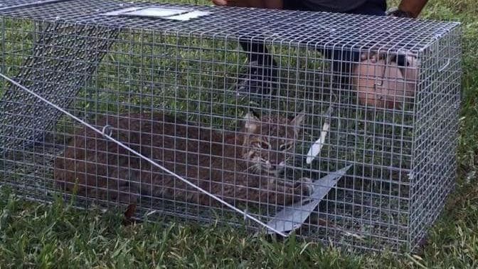 A cat is laying in a cage on the grass.